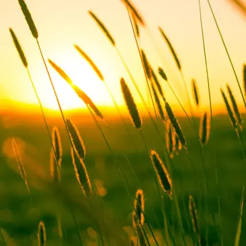 sommer