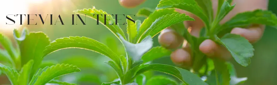 Stevia Süßkraut als Zutat Tee Teesorten